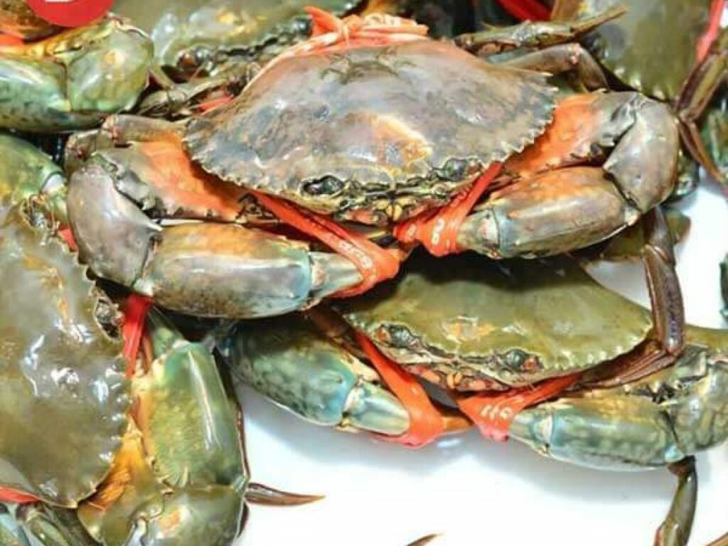 Khám Phá Vùng Biển Cà Mau - Nguồn Cung Cấp Cua Sỉ Chất Lượng 4 Cua thịt Y4 (4 Con / kg) - Cà Mau